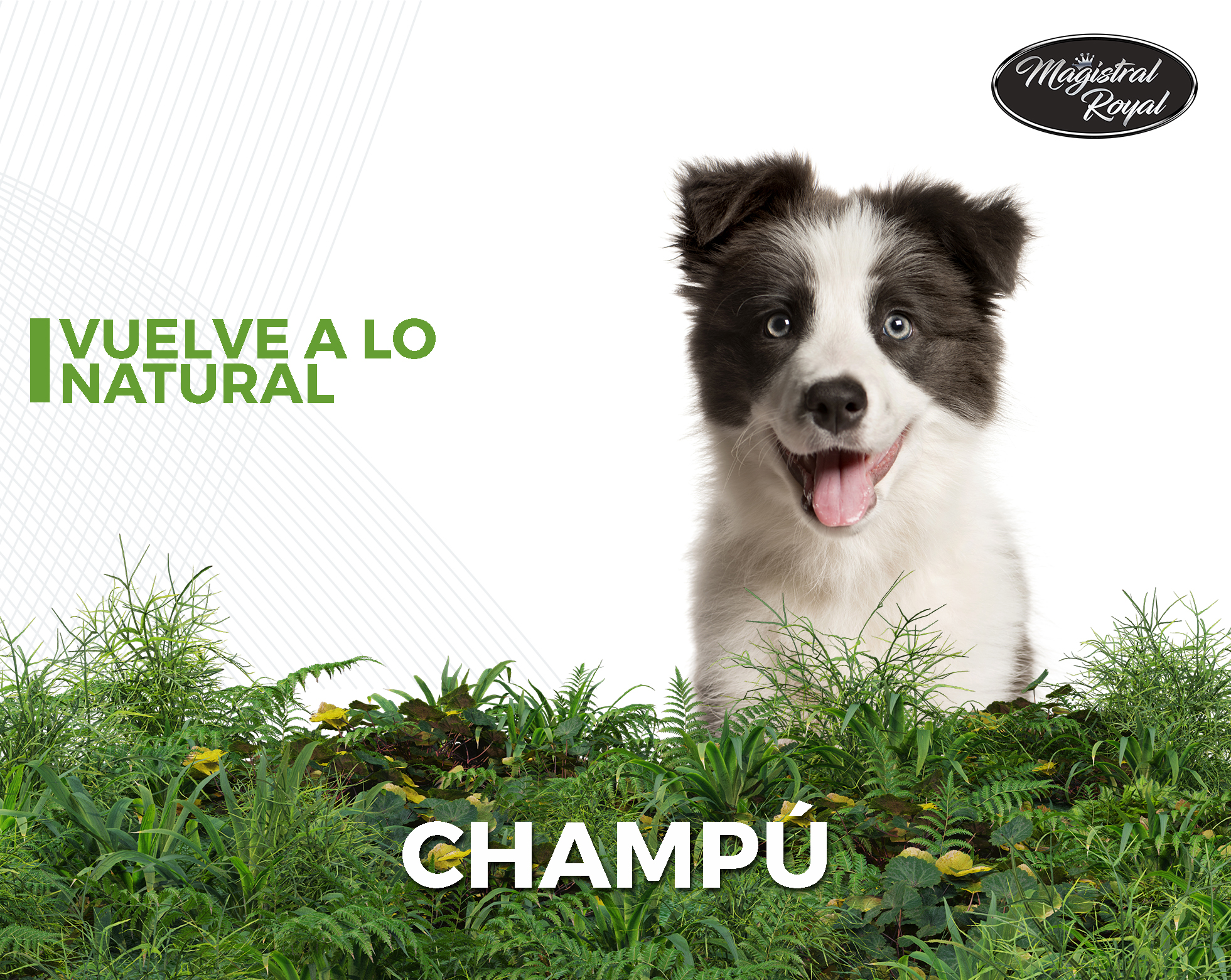 Champús para perros y gatos con ingredientes naturales y fabricado en España