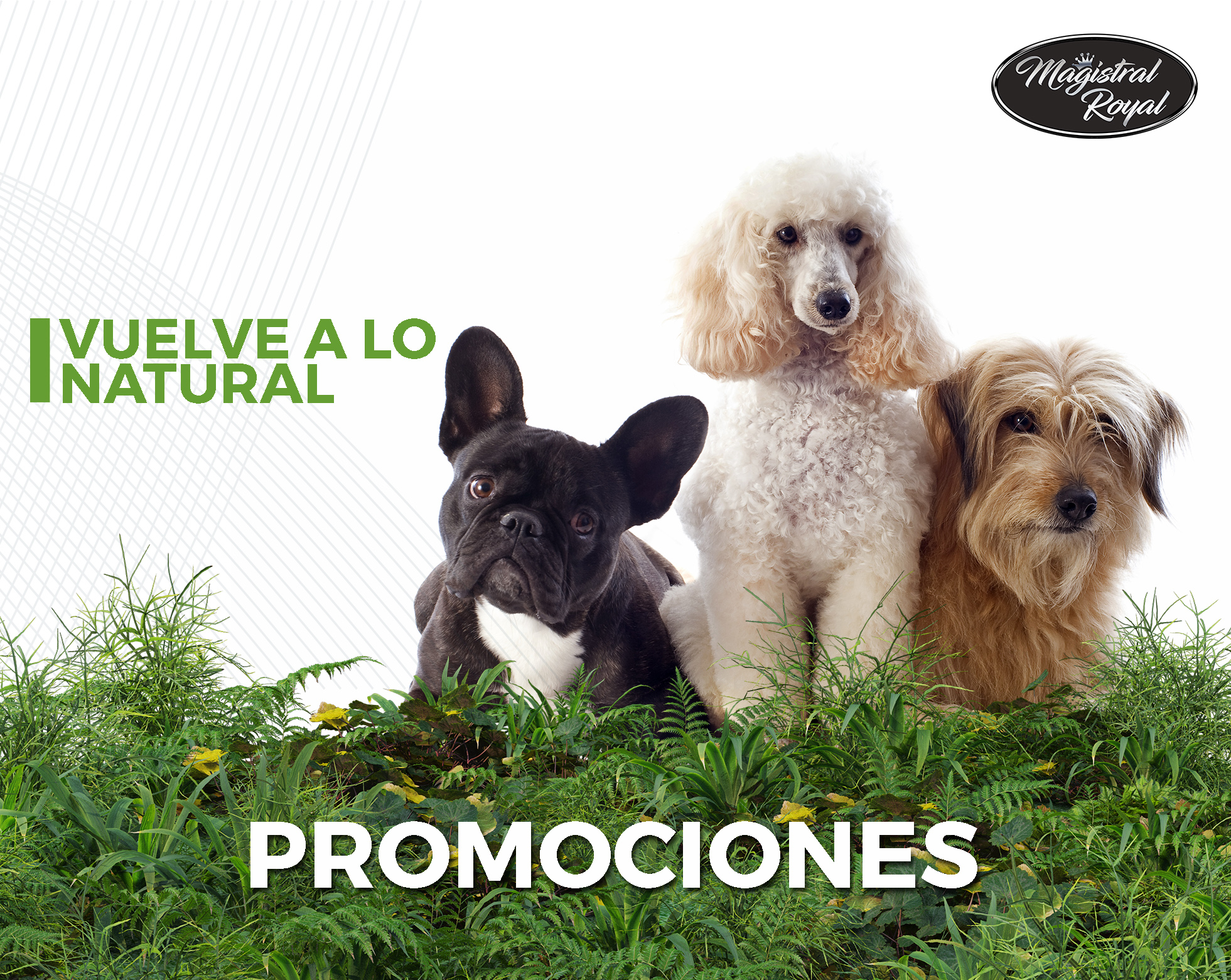 Promociones exclusivas para la peluquería canina, veterinaria, criadores y profesional de la mascota