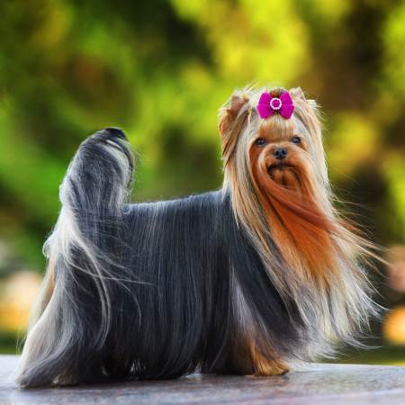 El Secreto revelado por especialistas del mundo canino: La Guía para Hidratar el Pelaje de tu Perro y Transformarlo de Seco a Deslumbrante