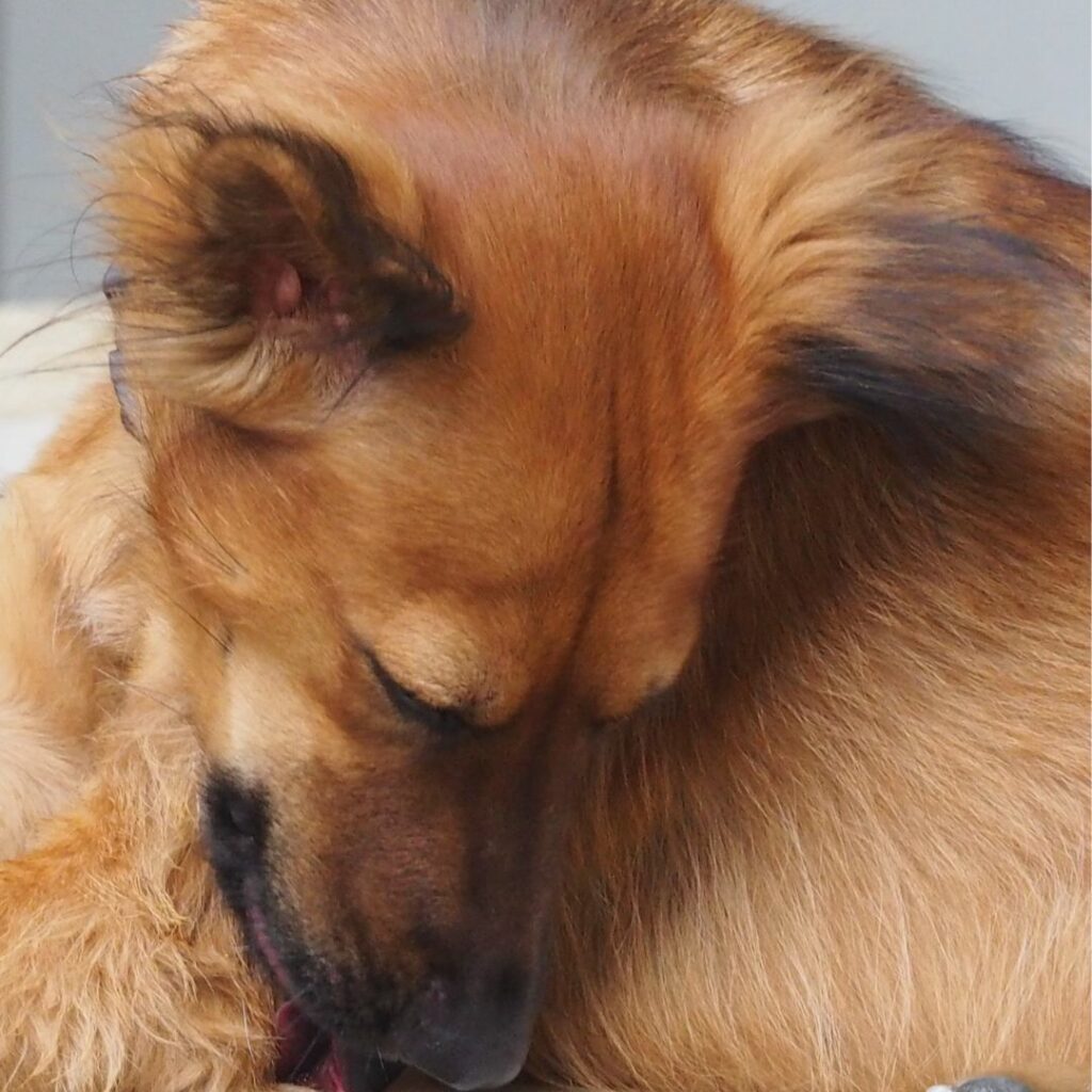 En este artículo, te ofreceremos consejos útiles para elegir el mejor champú para perros con piel sensible